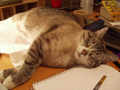 sleepy lars on desk.jpg